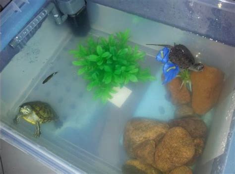 餐桌擺設 怎麼養烏龜